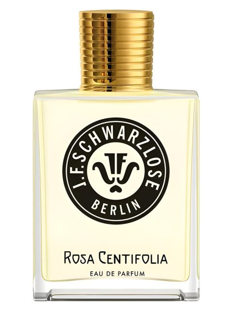 Rosa Centifolia