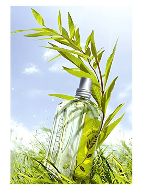 Verbena Sun