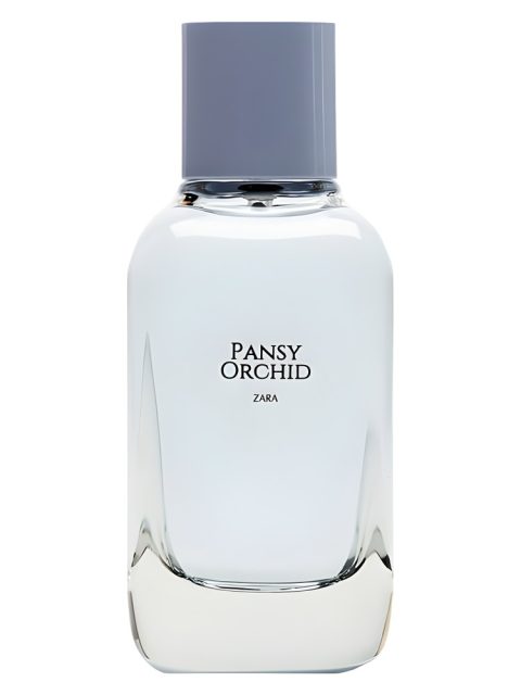 Pansy Orchid