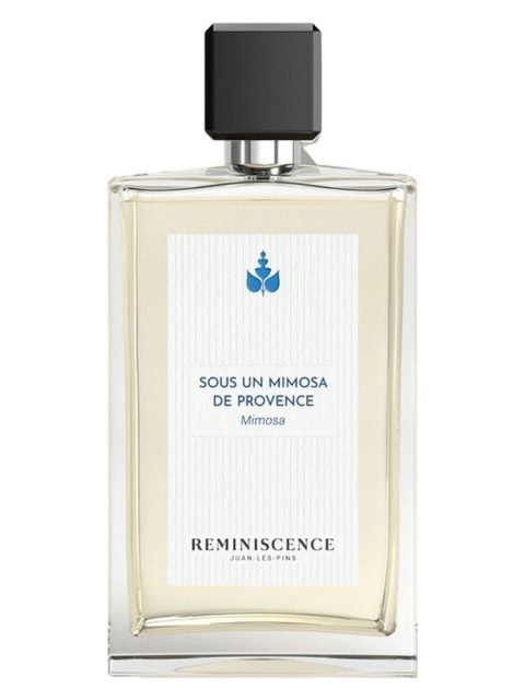 Sous un Mimosa de Provence