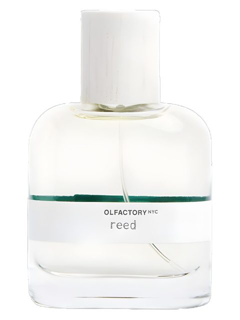 Reed