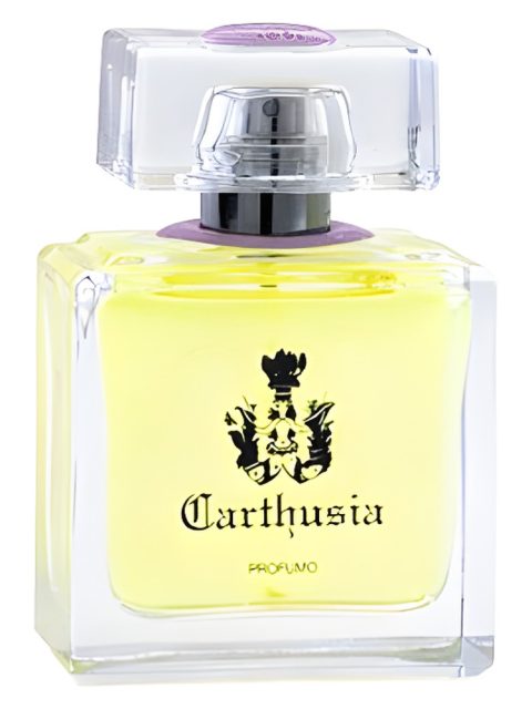 Gelsomini di Capri