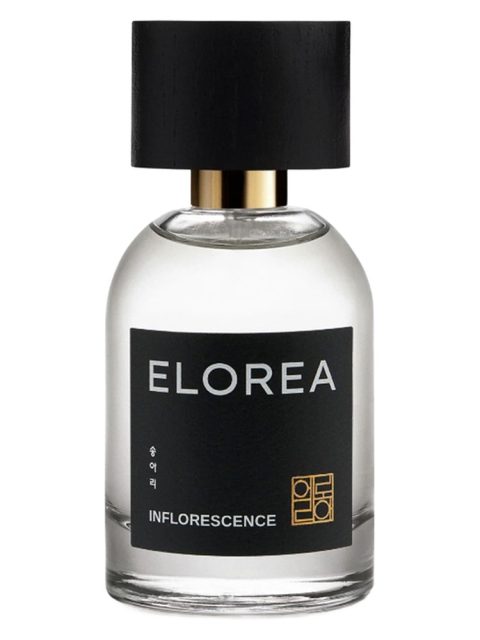 INFLORESCENCE (송아리)