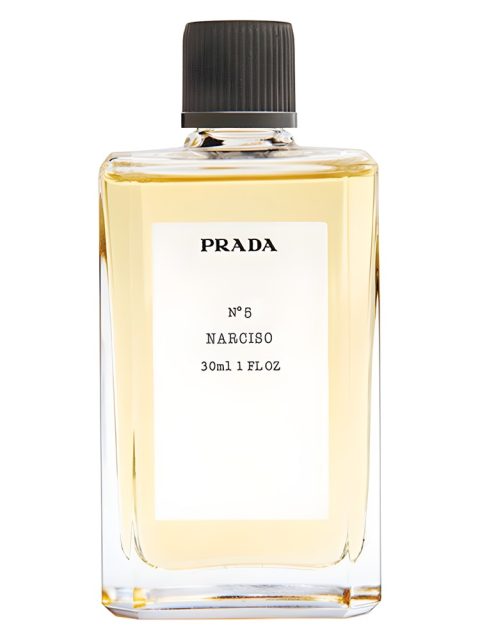No5 Narciso
