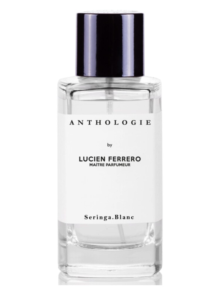 Seringa Blanc