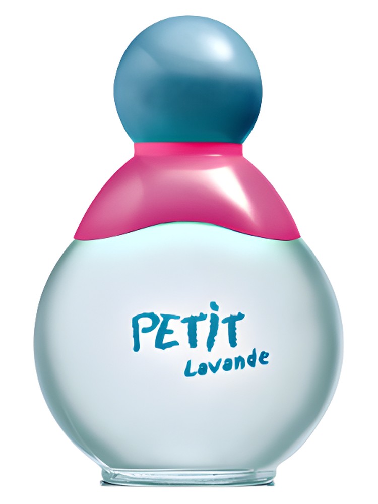 Petit Lavande