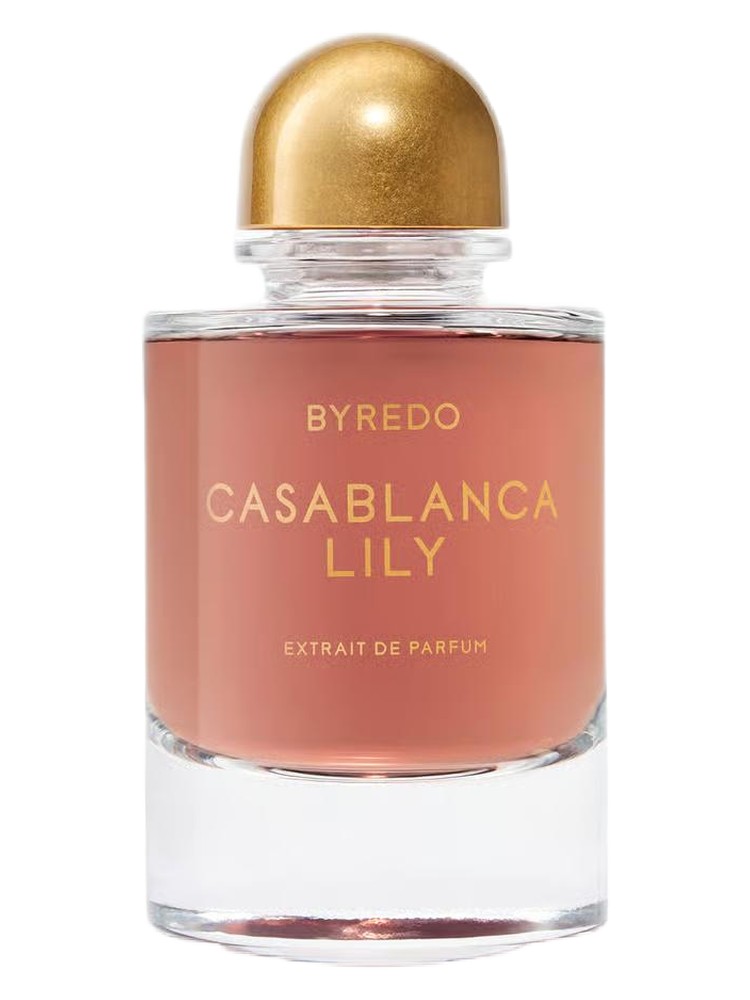 Casablanca Lily 2025
