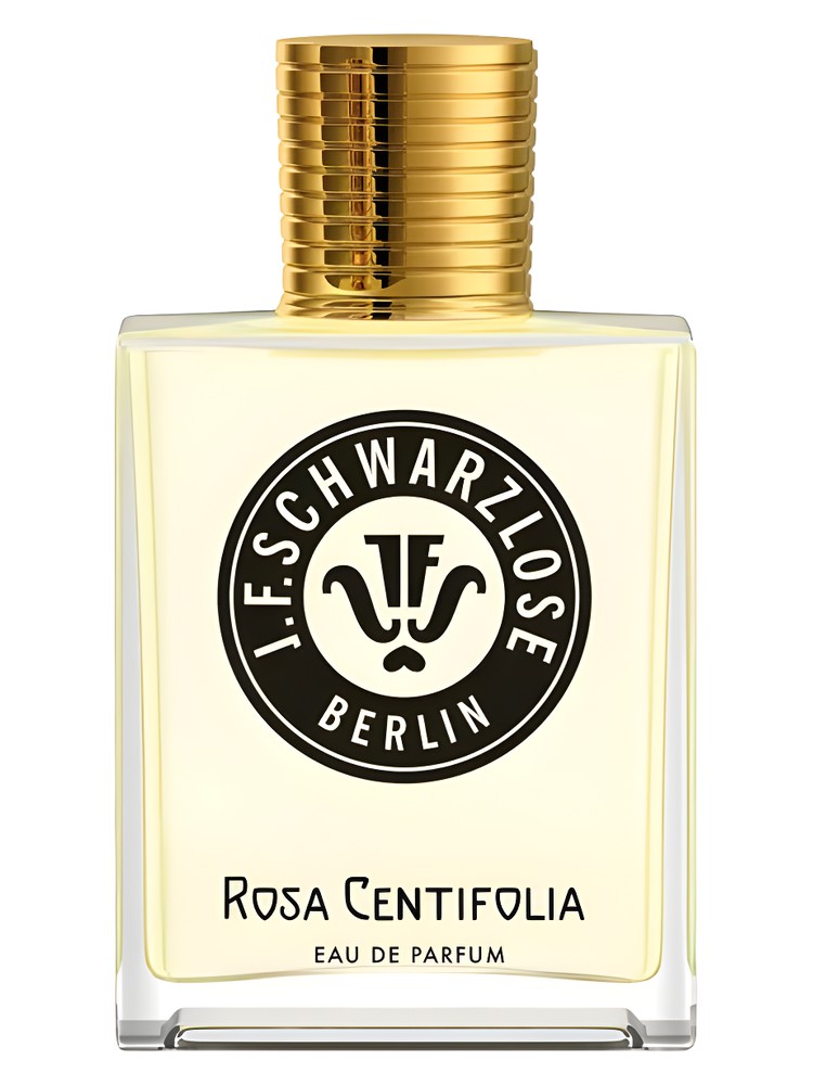 Rosa Centifolia