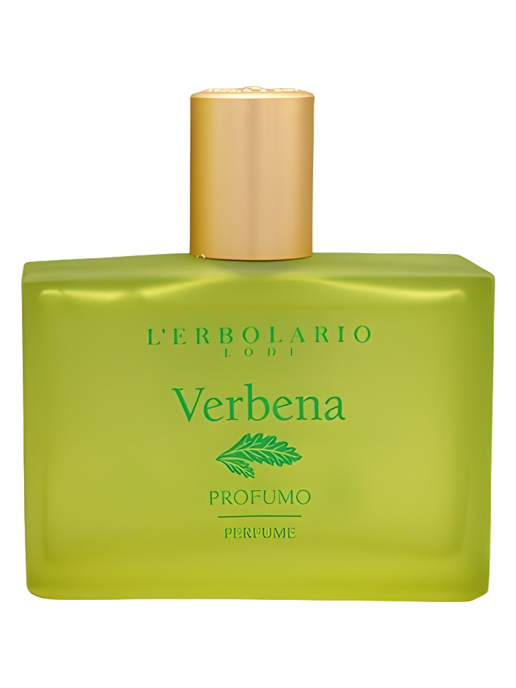 Verbena