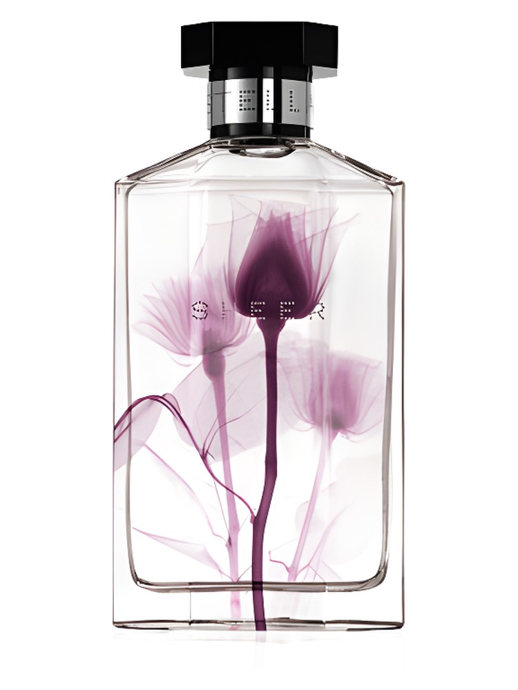 Sheer Stella 2011