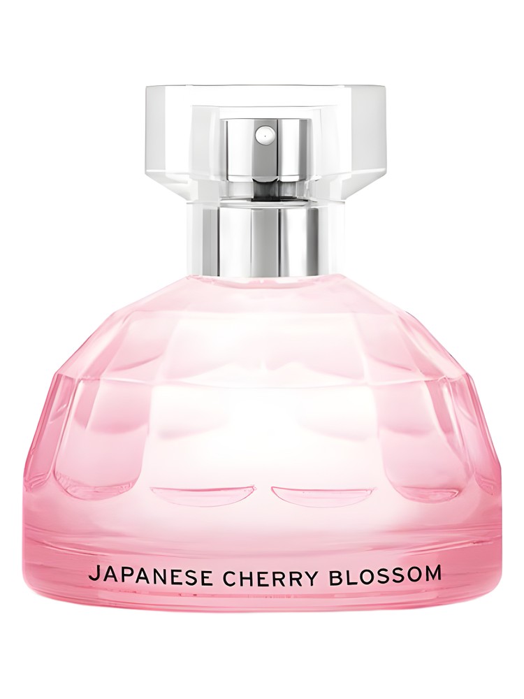 Japanese Cherry Blossom