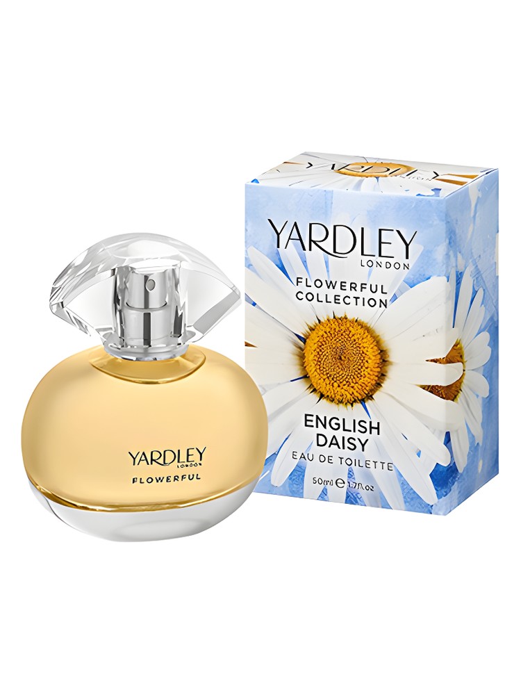 English Daisy