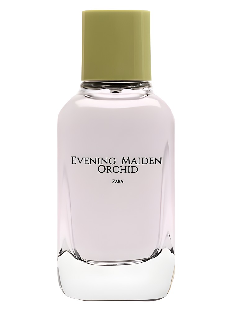 Evening Maiden Orchid