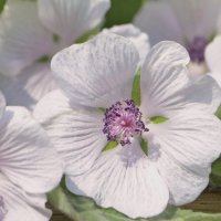 Althea