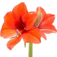 Amarilis