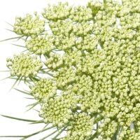 Ammi Visnaga