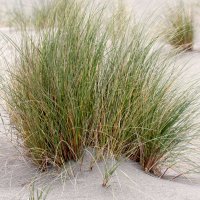 Ammophila (Iarbă de plajă)