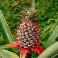 Ananas