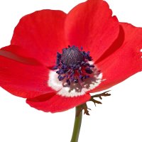 Anemonă