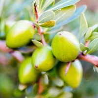 Arbore de argan