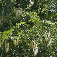 Arbore de cafea