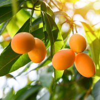 Arbore de mango