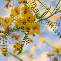Arbore Palo Verde