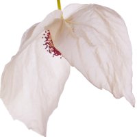 Arborele cu batiste