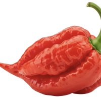 Ardei Ghost Pepper