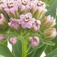 Asclepias