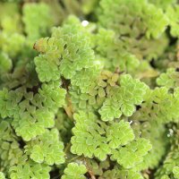 Azolla (Ferigă de apă)