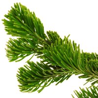 Balsam de Canada