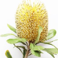 Banksia australiană