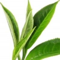 Bohea (Ceai Wuyi)