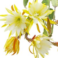 Cactus orhidee