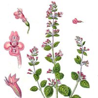 Calamintă