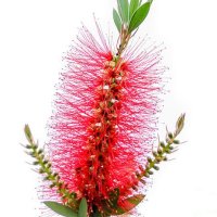 Callistemon