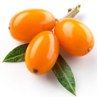 Cătină