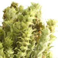 Ceai de munte Sideritis