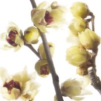Chimonanthus (Floarea de iarnă)