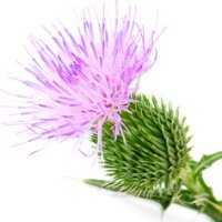 Ciulin