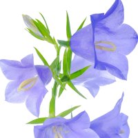 Clopoțel