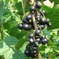 Coacăze negre