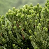 Conifer Araucaria
