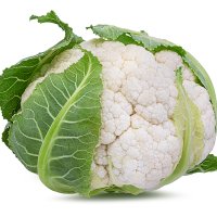 Conopidă