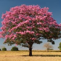 Copacul Ipê roz