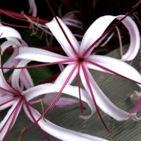 Crin Crinum