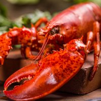 Crustacee