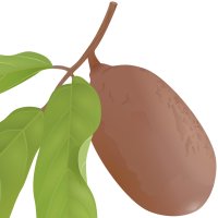 Cupuassu