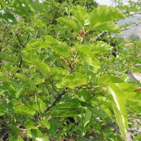 Dud (plantă)